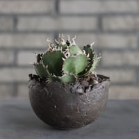 Agave titanota filigree × takero pot (4.5号)  no.419/109