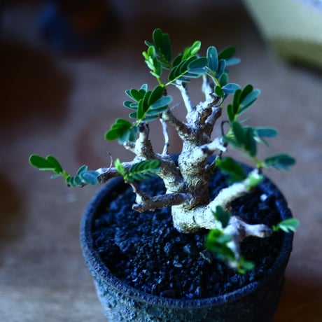 センナ メリディオナリス   Senna meridionalis  no.81601