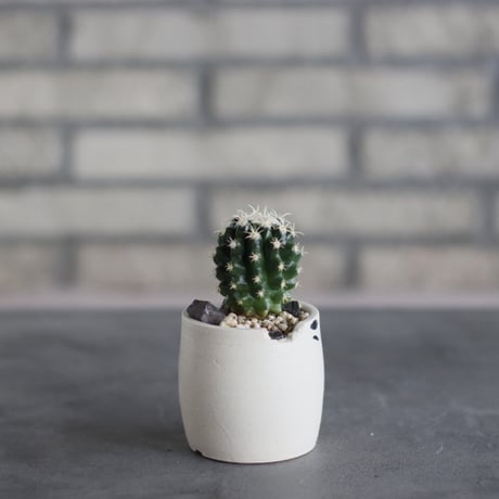 Echinocactus 短刺金鯱 × N/OH (2.5号鉢)  no.510/55