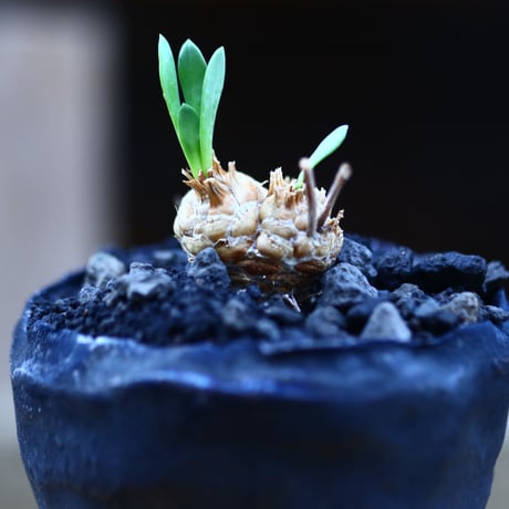 オトンナ   レピドカウリス   実生  Othonna  lepidocaulis    no.82929
