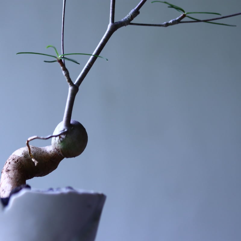 ユーフォルビア ヘディオトイデス Euphorbia hedyotoides no.7