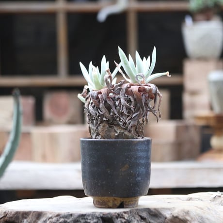 ダドレア クサンチ／ Dudleya xantii  no.111378