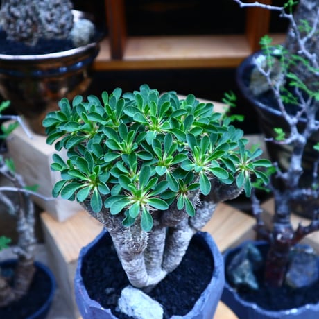 ユーフォルビア   ギラウミニアナ／Euphorbia guillauminiana   no.81529