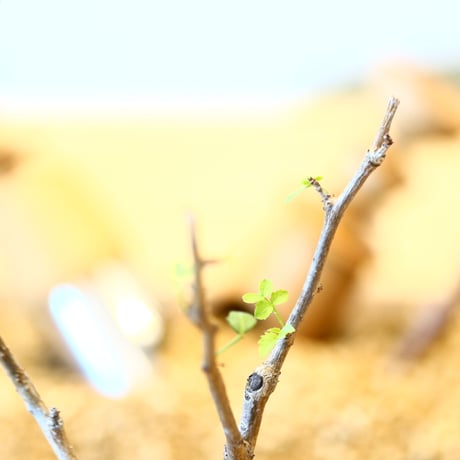 ブルセラ ファガロイデス / Bursera fagaroides   no.82004