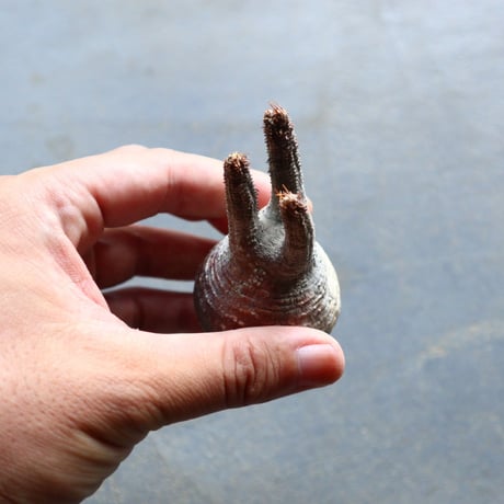 パキポディウム グラキリス 抜苗  Pachypodium rosulatum var. gracilius no.92904