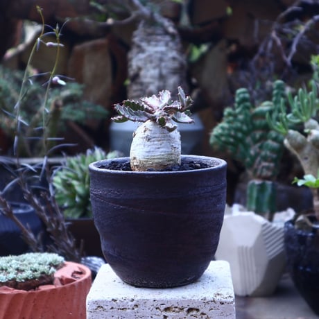 ユーフォルビア ステラータ 飛竜 Euphorbia stellata   no.41821
