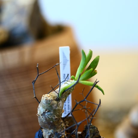 Tylecodon reticulate × N/OH  no.12112