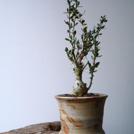 フォークイエリア  コルムナリス  観峰玉 Fouquieria columnari   No.016