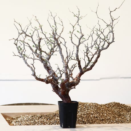 コミフォラ モンストローサ / Commiphora monstrosa   no.41620