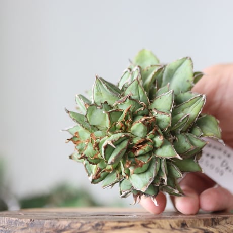 Agave titanota filigree Devil / Style of Chika　no.42194