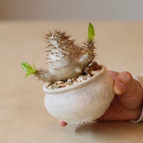 Pachypodium Makayense × Shin Tabata (3.5号)  no.322/58