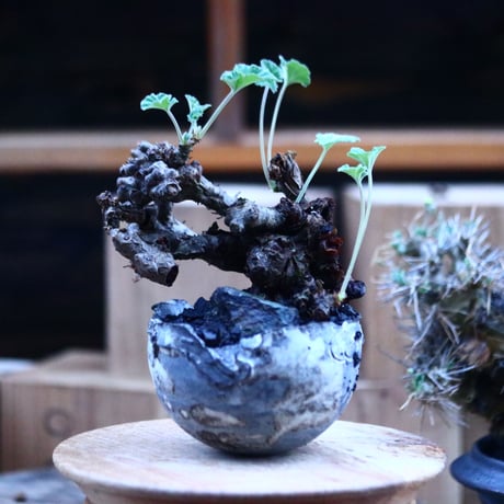 ぺラルゴ二ウム   エキナツム／Pelargonium  lechinatum   no.111448