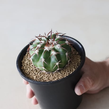 Discocactus gigantea (3.5号鉢)  no.913/15