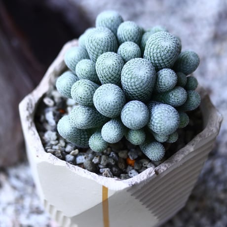 Epithelantha micromeris var. ungnispina(かぐや姫)  no.013
