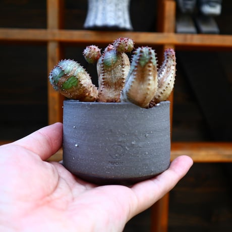 ユーフォルビア  オベサ hyb.／Euphorbia obesa hyb.   no.60534