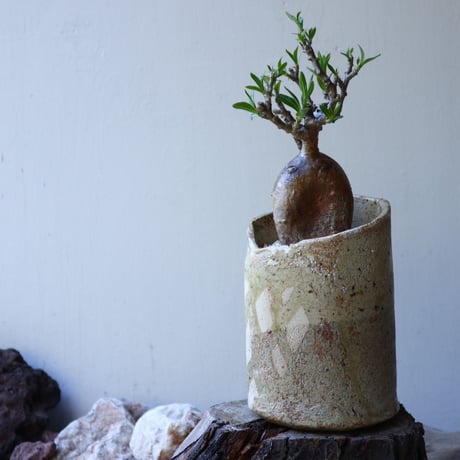 パキポディウム ビスピノーサム    Pachypodium bispinosum   no.51933