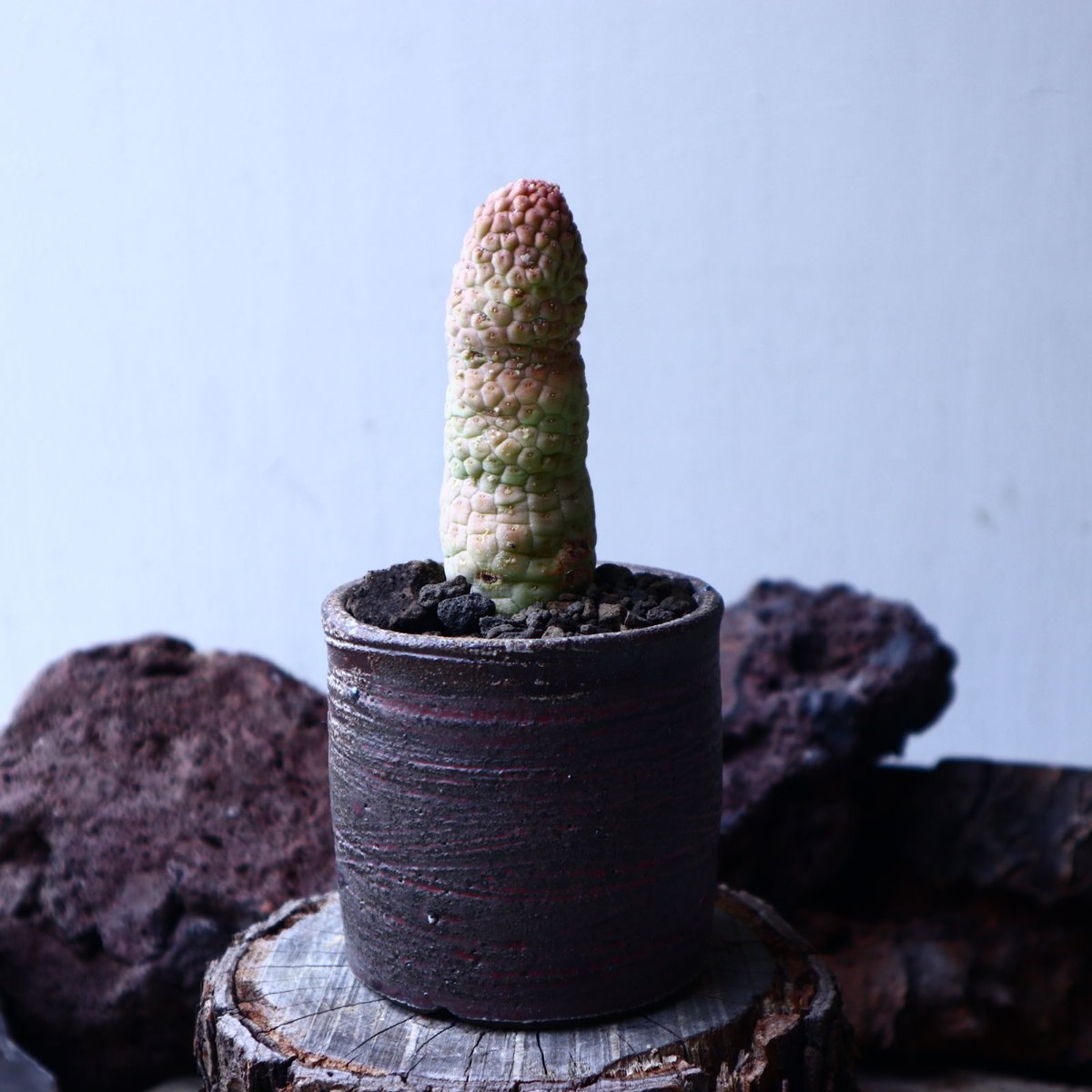 ラリレアキア カクティフォルメ 仏頭玉 Larryleachia cactiformis ラリレアキア カクティフォルメ 仏頭玉 Larryleachia cactiformis