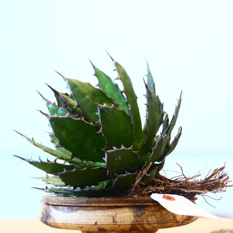 Agave horrida / Style of Chika   no.1015/38