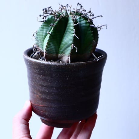 ユーフォルビア  バリダ   Euphorbia valida   no.20304