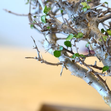 Commiphora wightii × soso   no.101526