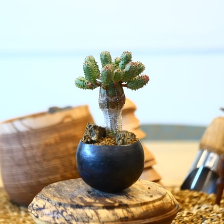 たけろうポット× Euphorbia obesa  hyb.    no.40706