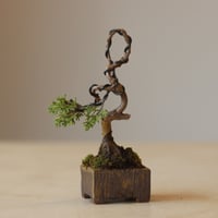 真柏 / YOSHIZAWA3-SHOHINBONSAI   no.223-17