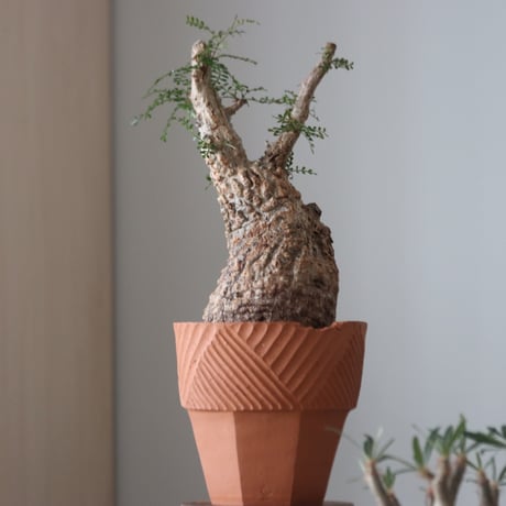 Operculicarya pachypus × N/OH     no.51235