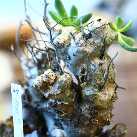 Tylecodon reticulate × たけろうポット  no.12127