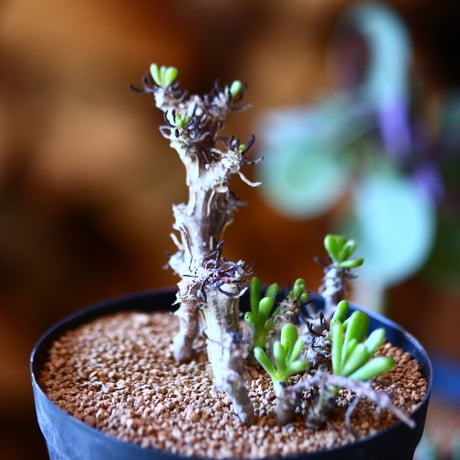 チレコドン   ストリアツス    tylecodon striatus    no.111514
