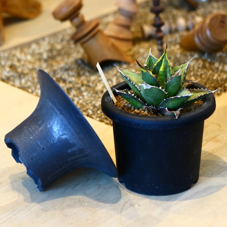 'ハルコイ´セット (N/OH × Agave titanota "FO-076)  no.30351