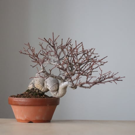 真弓 / YOSHIZAWA3-SHOHINBONSAI (4号鉢)   no.330/11