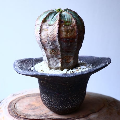 ユーフォルビア  オベサ   Euphorbia obesa   no.20313