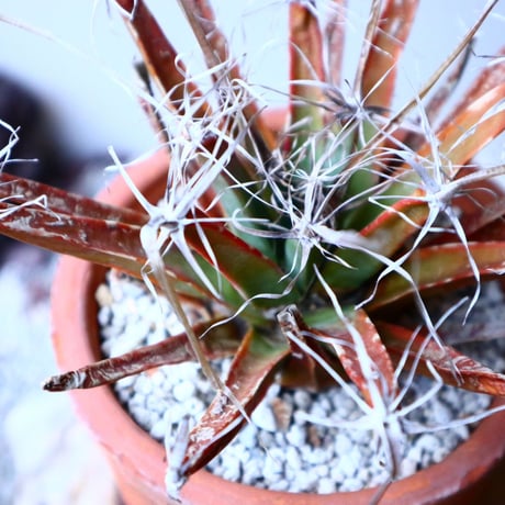 レウクテンベルギア  晃山    Leuchtenbergia principis  no.20347