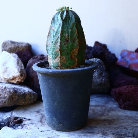 ユーフォルビア  オベサ    Euphorbia obesa　no.32201