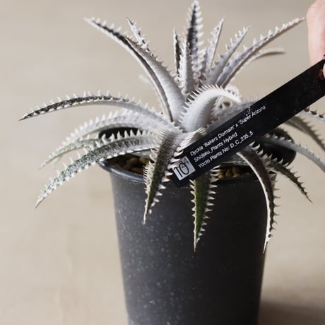 Dyckia 'Bakers Domain' x 'Super Arizona' Shidoku_Plants Hybrid / (3.5号鉢)  no.913/59