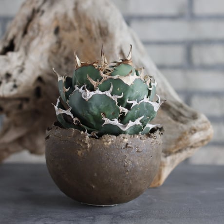 Agave titanota personal collection × takero pot (4.5号)  no.629-44