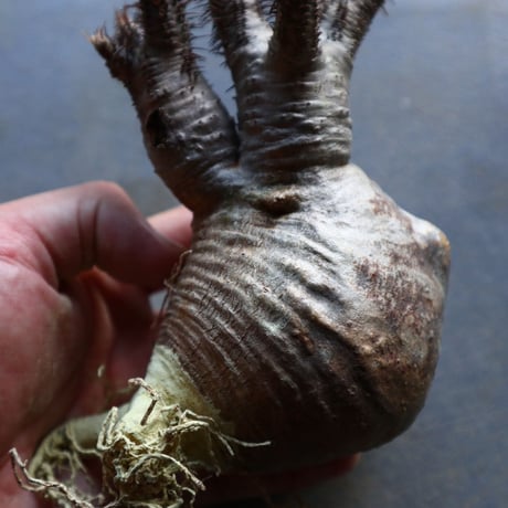 パキポディウム グラキリス 抜苗  Pachypodium rosulatum var. gracilius no.92934