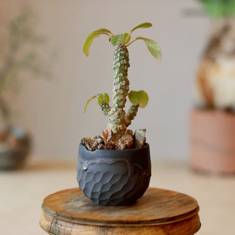 Dorstenia foetida × N/OH (2.5号)  no.1214/8