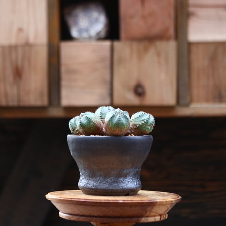ユーフォルビア  オベサ hyb. ／Euphorbia obesa  hyb.    no.20536