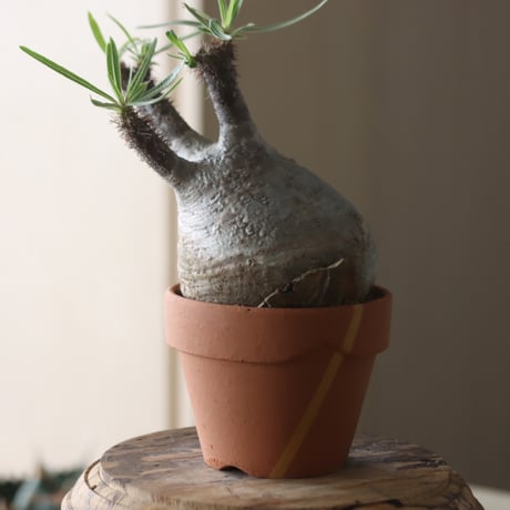 Pachypodium gracilius × YAMABACHI var. N/OH  no.905-30