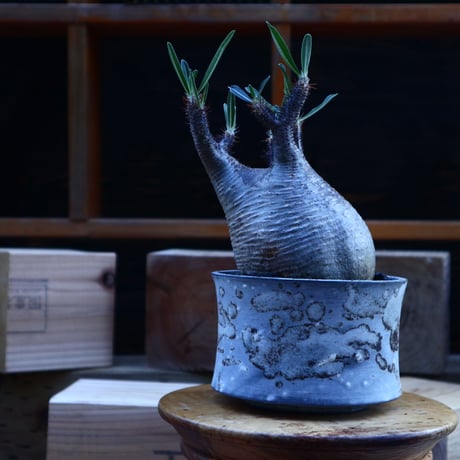 パキポディウム  グラキリス／Pachypodium  gracilius       no.62045