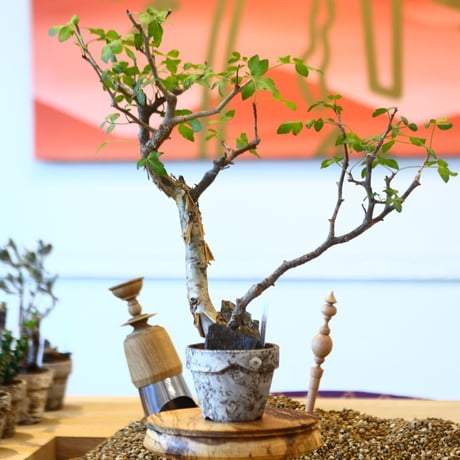 YAMABACHI ver. takero pot × Bursera fagaroides    no.102225
