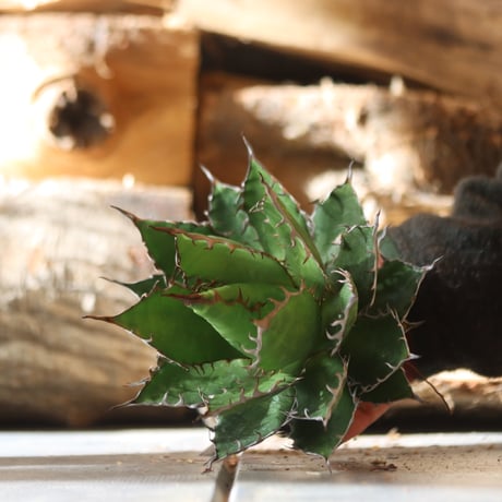 U.S. horrida (Agave horrida) / Style of Chika　no.1203-11