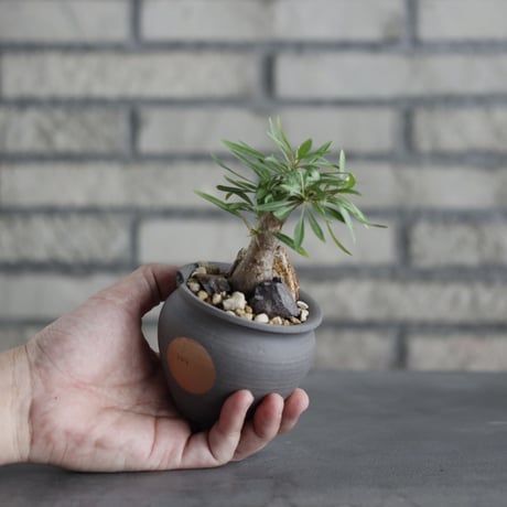 Fouquieria purpusii × N/OH (2.5号)  no.706-22