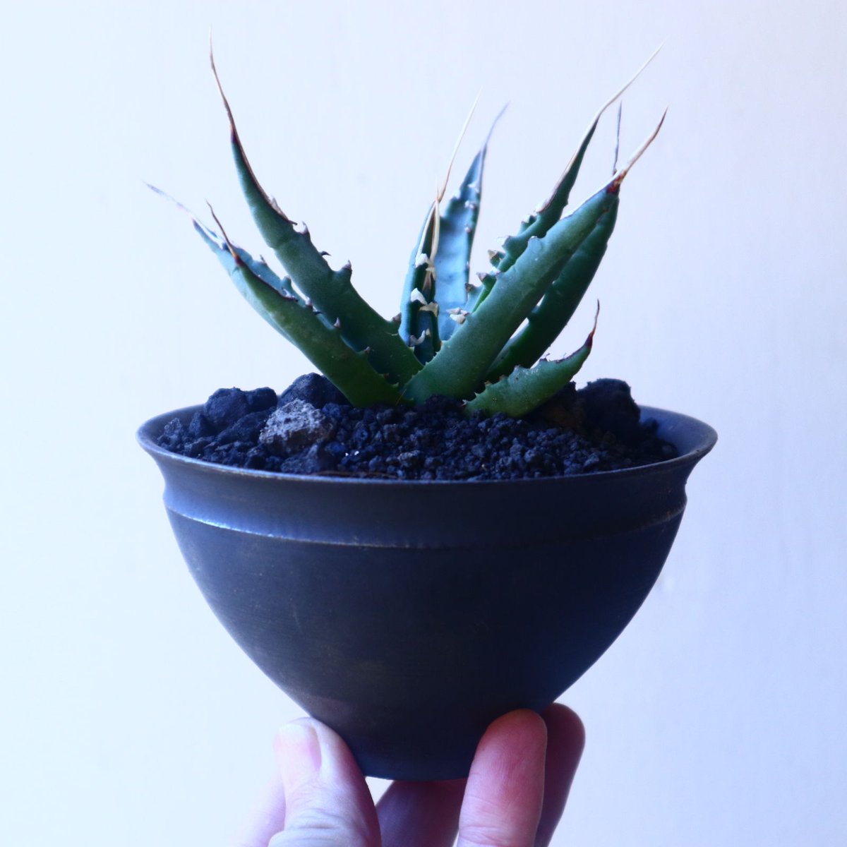 アガベ ユタエンシス エボリスピナ Agave uthaensis var. ebo