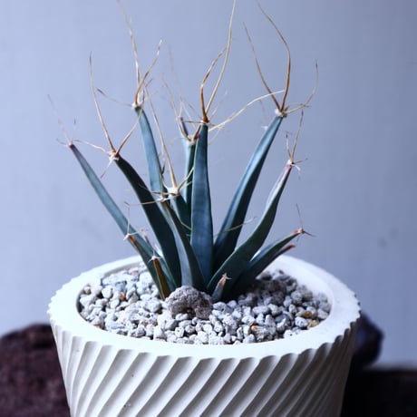 レウクテンベルギア  晃山    Leuchtenbergia principis  no.22310