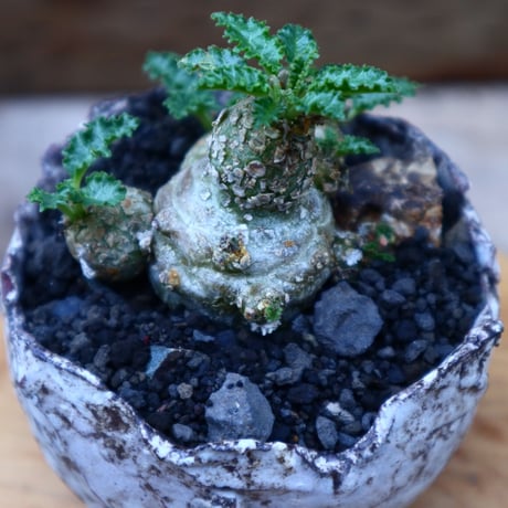 ドルステニア  ホルウッディ／Dorstenia horwoodii     no.72534