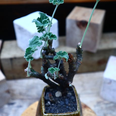 ぺラルゴ二ウム   エキナツム／Pelargonium  lechinatum   no.72518