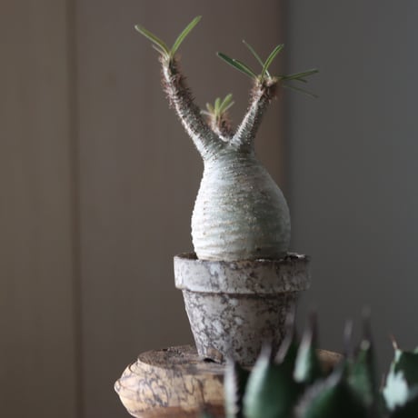 Pachypodium gracilius × YAMABACHI var. takero pot    no.52612