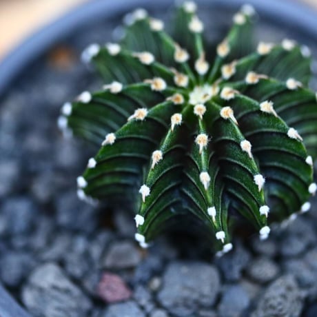 ギムノカリキウム   フィードリッフィーLB2178／Gymnocalycium friedrichii    no.120546